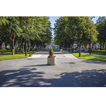 Peisaj de parc cu alee de copaci, cărări și felinare