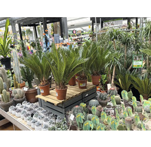 Selecție de plante de interior, inclusiv ferigi de palmier și cactuși, într-un centru de grădinărit.