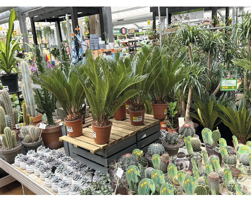 Selecție de plante de interior, inclusiv ferigi de palmier și cactuși, într-un centru de grădinărit.
