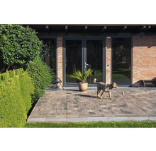 Terasa cu pavaj, plantă în ghiveci, scaun și câine