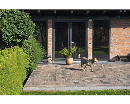 Terasa cu pavaj, plantă în ghiveci, scaun și câine