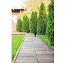 Alei de grădină cu pietre de pavaj și gard viu de tuia