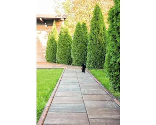 Alei de grădină cu pietre de pavaj și gard viu de tuia