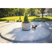 Scenă în aer liber cu pavaje, bănci și un câine lângă o jardinieră rotundă.
