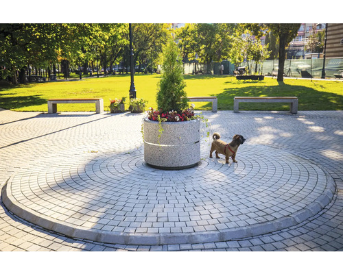 Scenă în aer liber cu pavaje, bănci și un câine lângă o jardinieră rotundă.