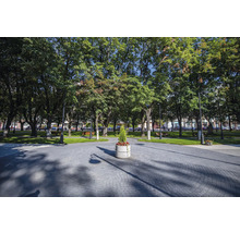 Parc urban cu copaci, bănci și pavaj.