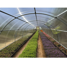 Seră cu rânduri de plante sub un acoperiș transparent