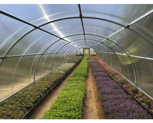 Seră cu rânduri de plante sub un acoperiș transparent