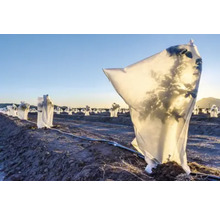 Câmp cu plante protejate de intemperii cu huse de protecție a culturilor.