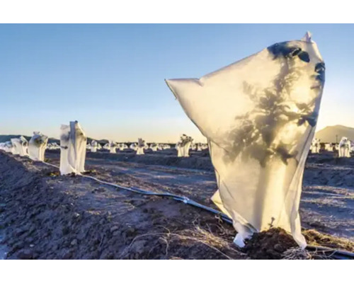 Câmp cu plante protejate de intemperii cu huse de protecție a culturilor.