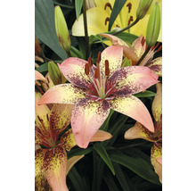 Prim-plan al unei flori de crin pătată