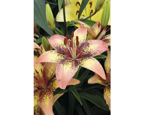 Prim-plan al unei flori de crin pătată