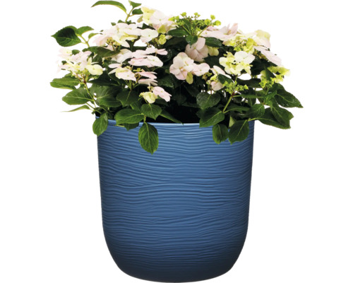 Hortensie în jardinieră albastră