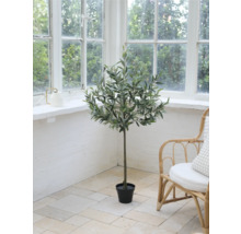 Plantă decorativă de măslin de interior într-o cameră cu fereastră mare și scaun de ratan.