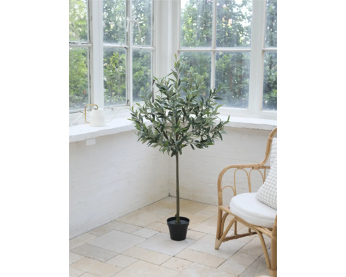 Plantă decorativă de măslin de interior într-o cameră cu fereastră mare și scaun de ratan.