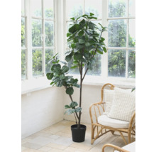 Arbore de smochin în ghiveci într-o cameră luminoasă