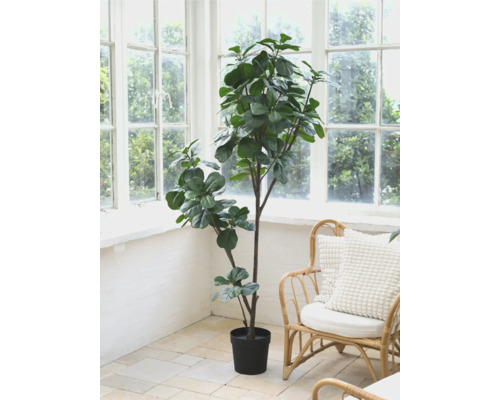 Arbore de smochin în ghiveci într-o cameră luminoasă