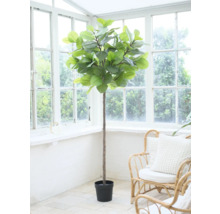 Plantă de interior în ghiveci în fața unei ferestre.