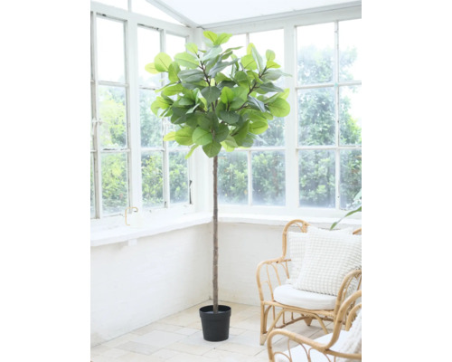 Plantă de interior în ghiveci în fața unei ferestre.