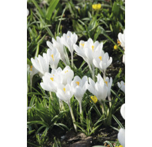 Grup de crocus albi într-un pat de grădină