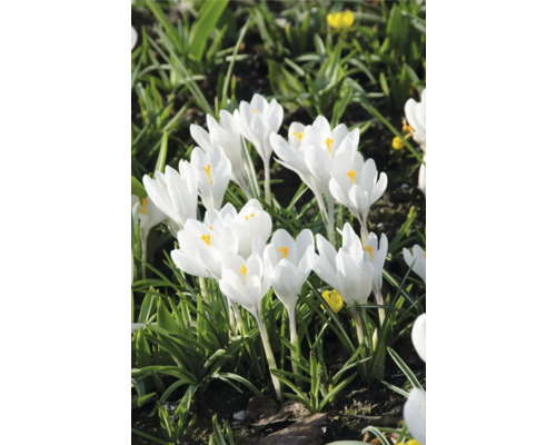 Grup de crocus albi într-un pat de grădină