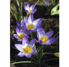 Prim-plan cu crocuși violet într-o grădină.