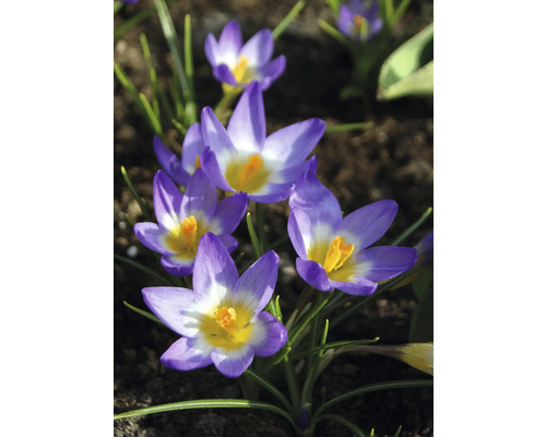 Prim-plan cu crocuși violet într-o grădină.