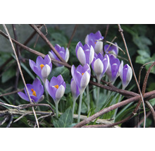 Prim-plan cu crocuși în grădină