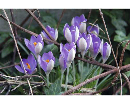 Prim-plan cu crocuși în grădină