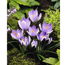 Crocus într-o bordură de grădină