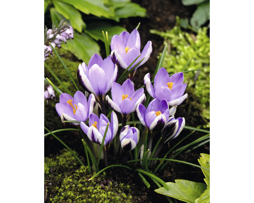 Crocus într-o bordură de grădină