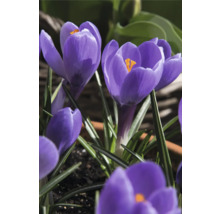 Prim-plan cu crocuși mov cu stamine galbene
