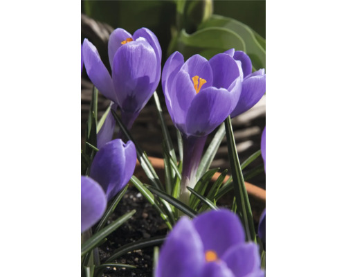 Prim-plan cu crocuși mov cu stamine galbene