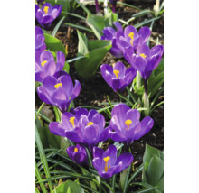 Prim-plan cu flori de crocus într-o grădină