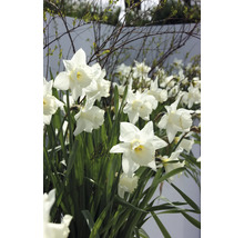 Prim-plan cu narcise albe cu frunze verzi