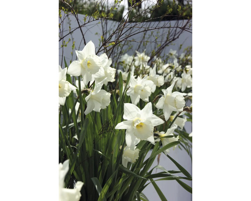 Prim-plan cu narcise albe cu frunze verzi