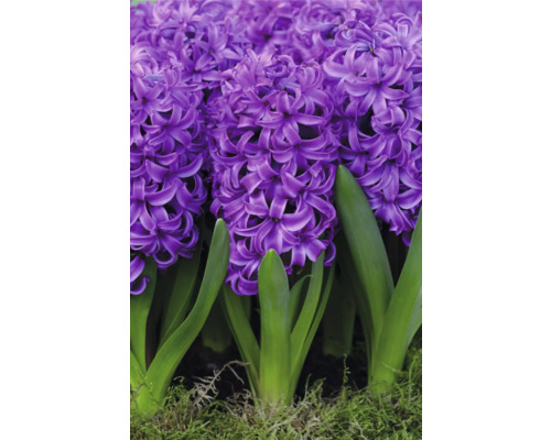Bulbi zambilă Purple Star 15/16 5 buc. | HORNBACH