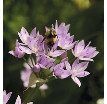 Bumblebee pe flori de ceapă decorativă