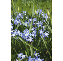 Prim-plan cu flori de Scilla bifolia în iarbă