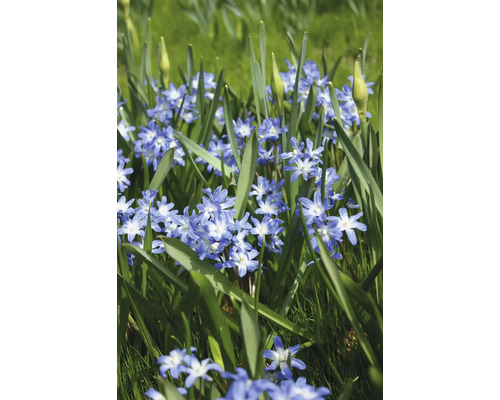 Prim-plan cu flori de Scilla bifolia în iarbă