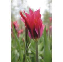 Prim-plan cu un tulipan roz