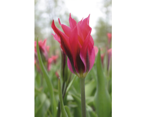 Prim-plan cu un tulipan roz