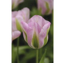 Prim-plan cu o floare de lalea roz