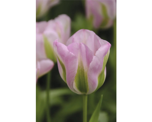 Prim-plan cu o floare de lalea roz