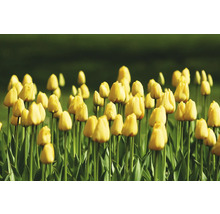 Câmp cu flori galbene de lalele.