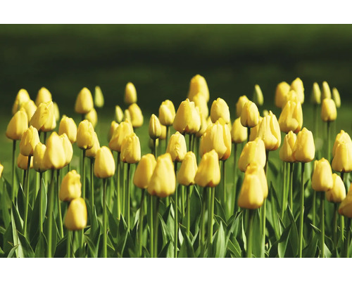 Câmp cu flori galbene de lalele.