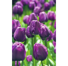 Prim-plan cu lalele violet în grădină.