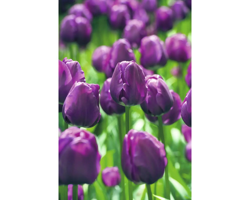 Prim-plan cu lalele violet în grădină.