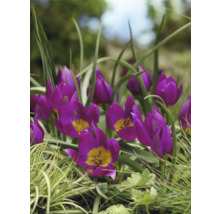 Prim-plan cu lalele violet într-o grădină