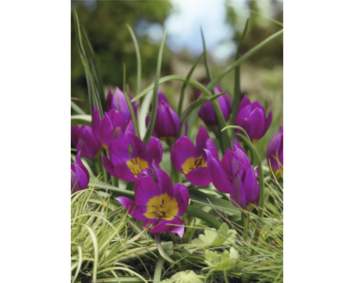 Prim-plan cu lalele violet într-o grădină